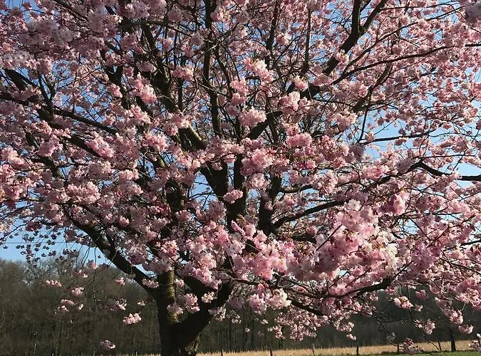 Am Waldrand 许托夫